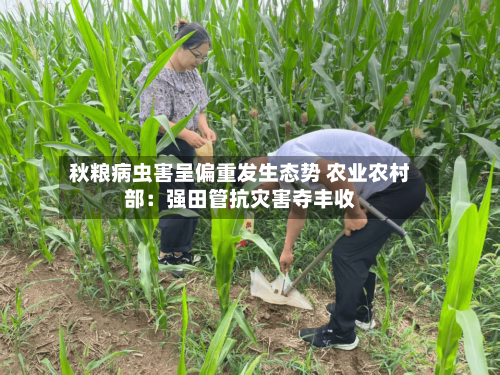 秋粮病虫害呈偏重发生态势 农业农村部：强田管抗灾害夺丰收