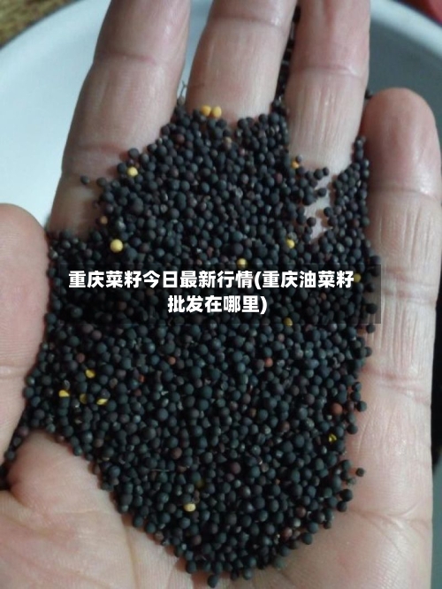 重庆菜籽今日最新行情(重庆油菜籽批发在哪里)