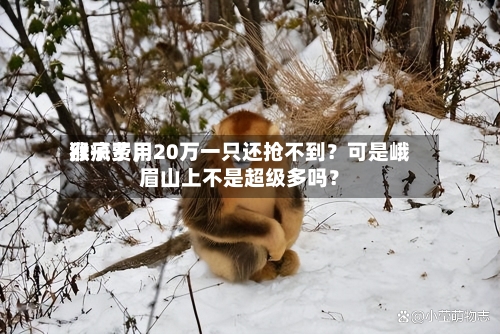猴子费用涨疯了，20万一只还抢不到？可是峨眉山上不是超级多吗？-第1张图片