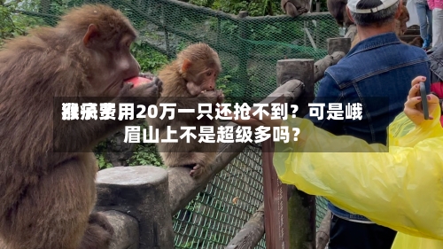 猴子费用涨疯了，20万一只还抢不到？可是峨眉山上不是超级多吗？-第2张图片