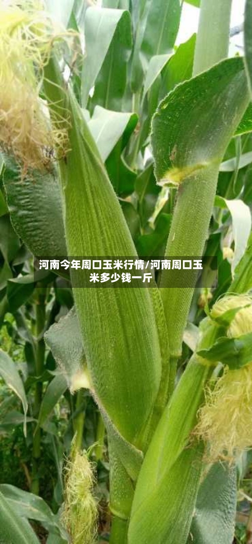河南今年周口玉米行情/河南周口玉米多少钱一斤