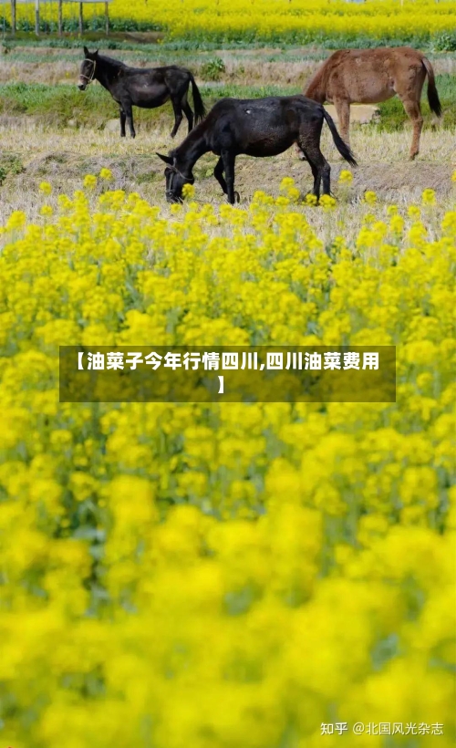 【油菜子今年行情四川,四川油菜费用】