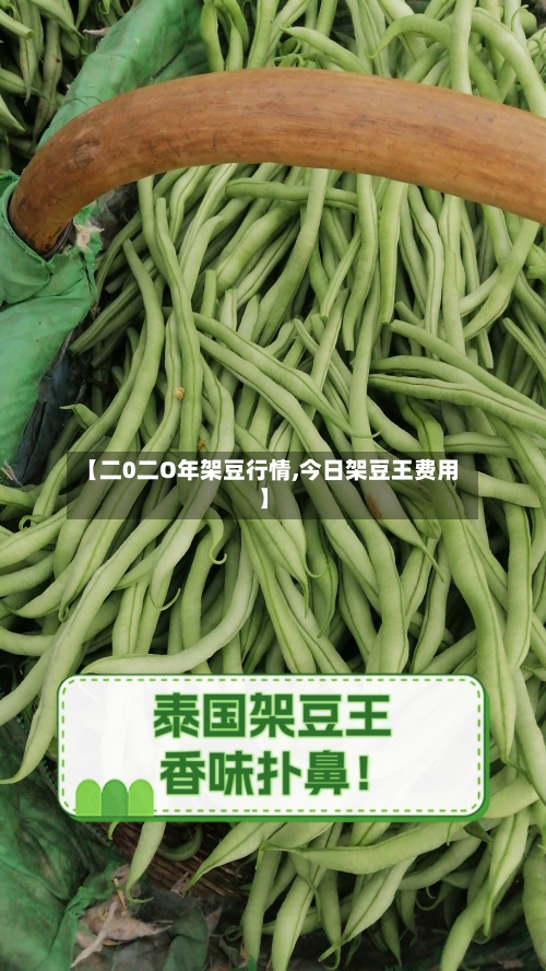 【二0二O年架豆行情,今日架豆王费用】