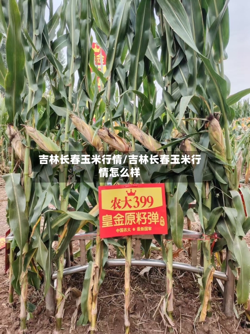 吉林长春玉米行情/吉林长春玉米行情怎么样-第2张图片