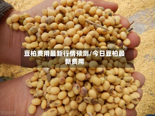 豆柏费用最新行情预测/今日豆柏最新费用-第1张图片