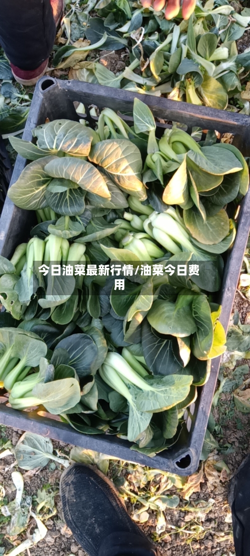 今日油菜最新行情/油菜今日费用-第3张图片