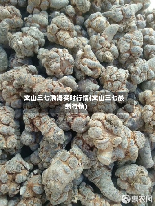 文山三七渤海实时行情(文山三七最新行情)