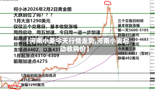 【河南小麦今天行情走势,河南小麦启动收购价】-第2张图片